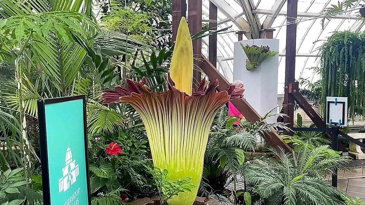 Gestank zieht Besucher an: Leichenblume blüht in San Francisco