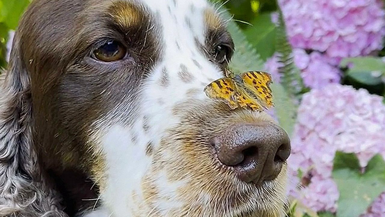 Video: Schmetterling landet auf Hundenase – Vierbeiner bleibt cool