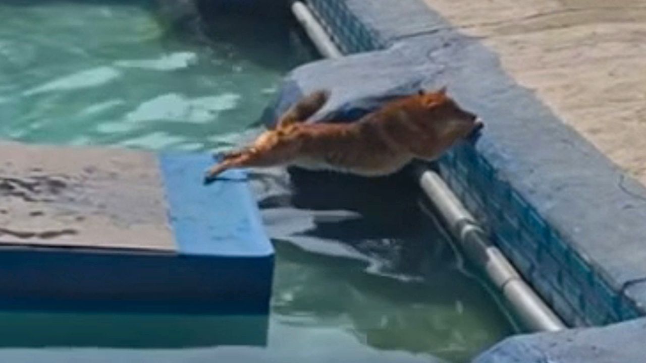 Pool-Plattform rutscht weg: Hund macht sich länger und länger