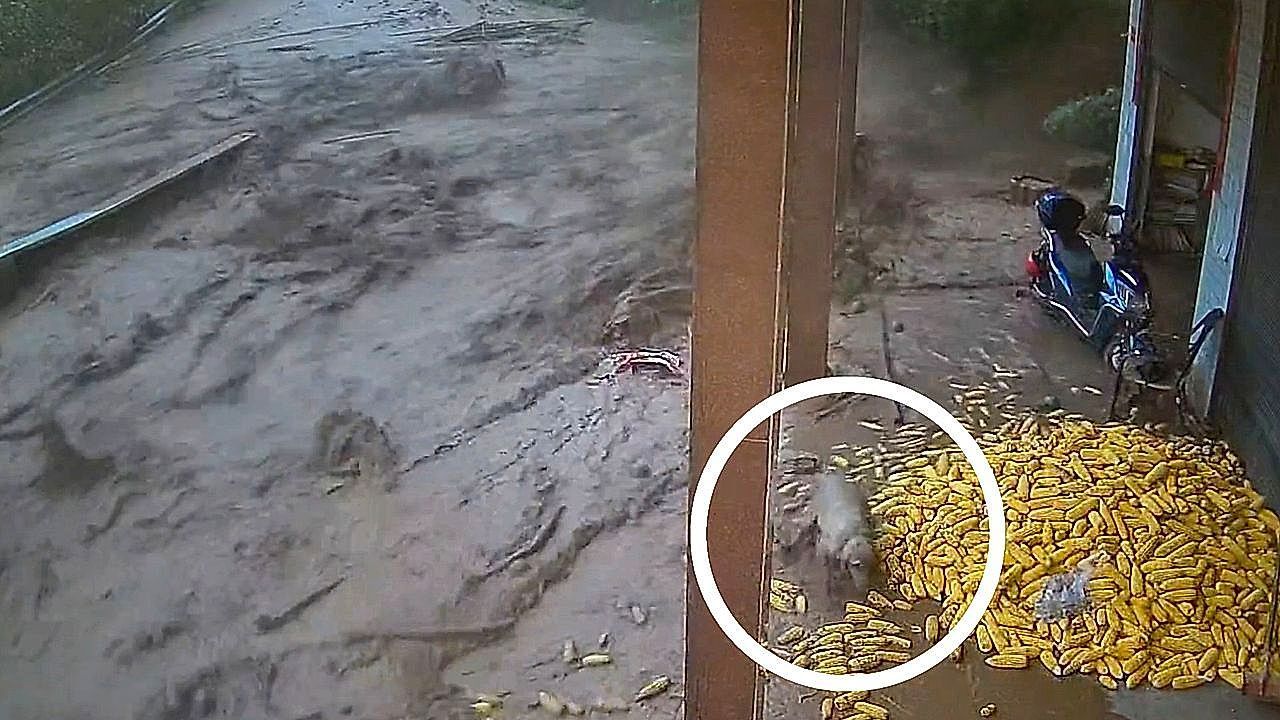 Video: Wassermassen überraschen Vierbeiner: Hund rettet sich im letzten Moment vor Sturzflut