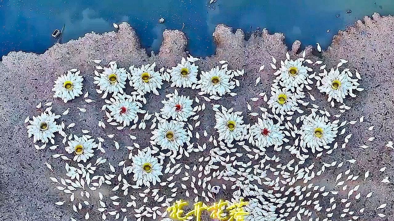 Video: Faszinierende Vogelperspektive: Gänse bilden riesige Blüten