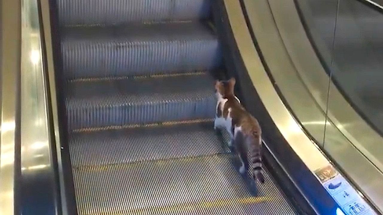 Unüberwindbares Hindernis: Katze kämpft minutenlang mit Rolltreppe
