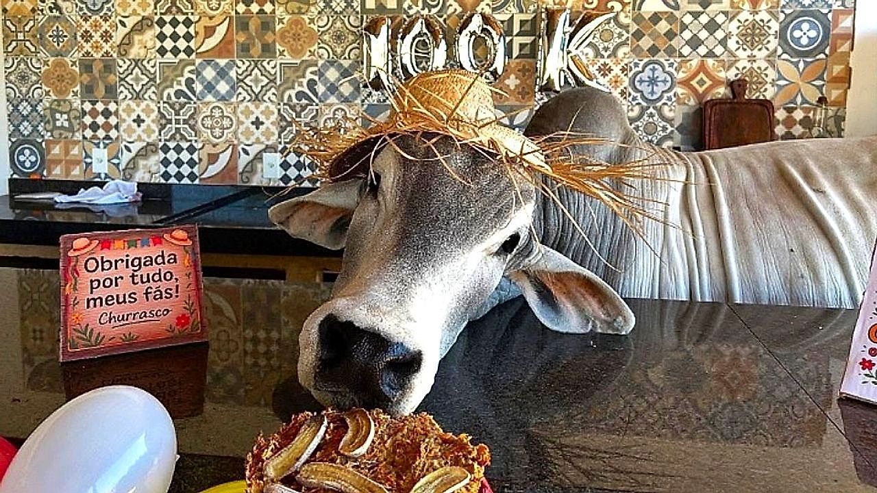 Meet Churrasco: the mascot bull who loves television and has gone viral in Brazil