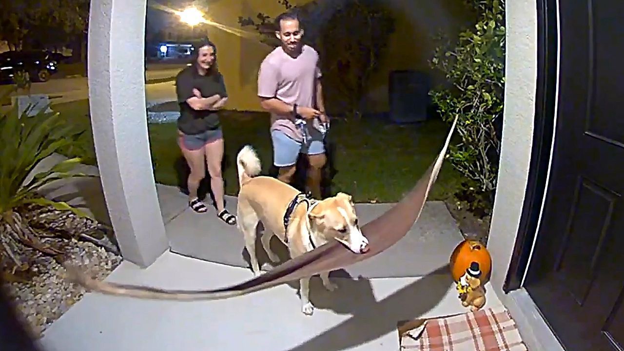 Dog hilariously tries to bring giant beloved 'stick' inside Florida home