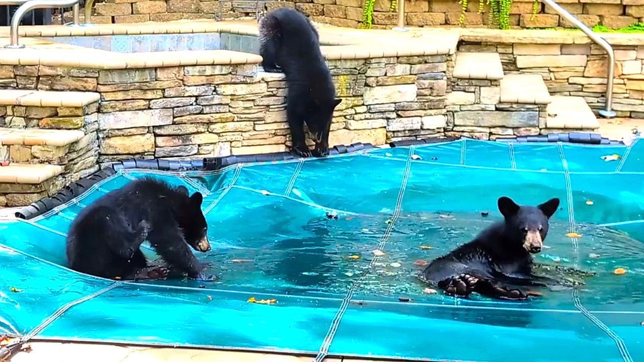 Erfrischung im Herbst: Bärenjunge planschen auf Poolabdeckung