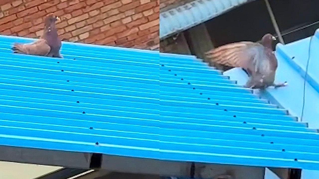 Video: Vogel hat Spaß: Taube rutscht immer wieder Dach hinunter