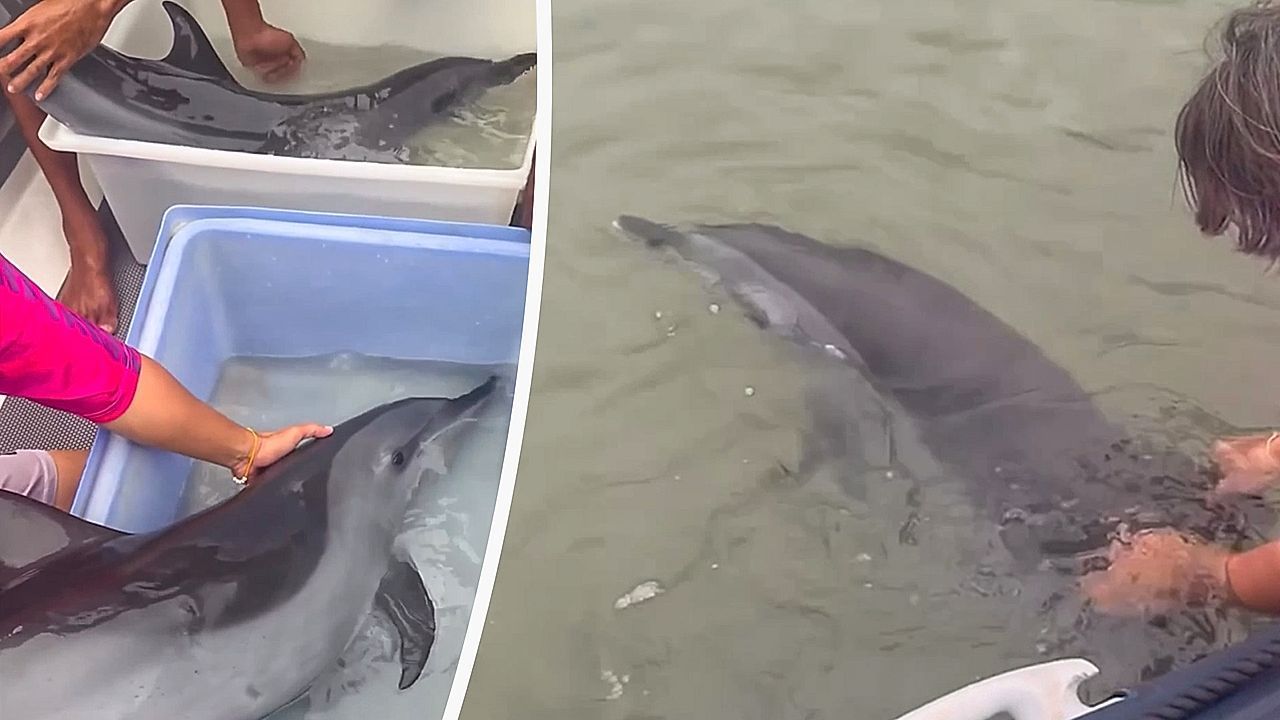 Heartwarming rescue: Divers save dolphin mother and calf in shallow water