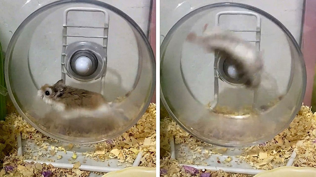 Hartnäckiger Hamster fliegt vom Laufrad – und läuft einfach weiter