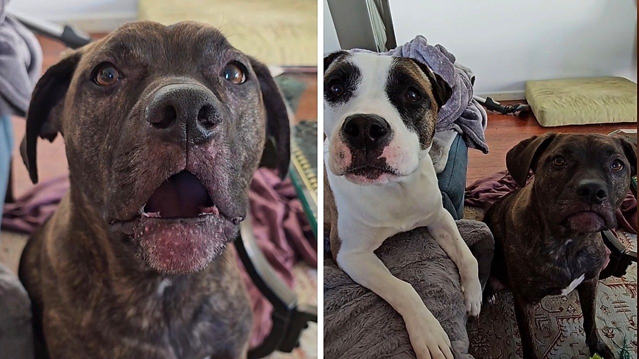 Video: Sprechende Hunde: Vierbeiner sagen „Mama“ und unterbrechen sich gegenseitig