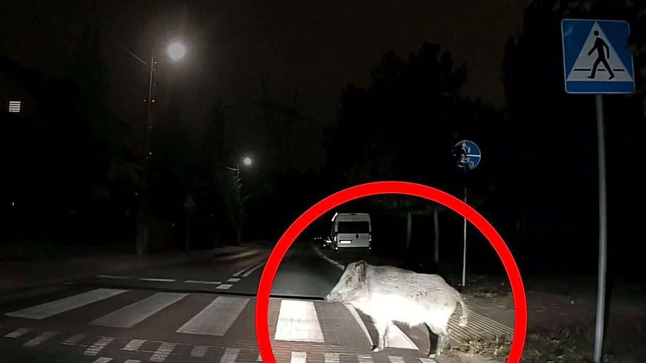 Cautious wild boar hesitates at pedestrian crossing