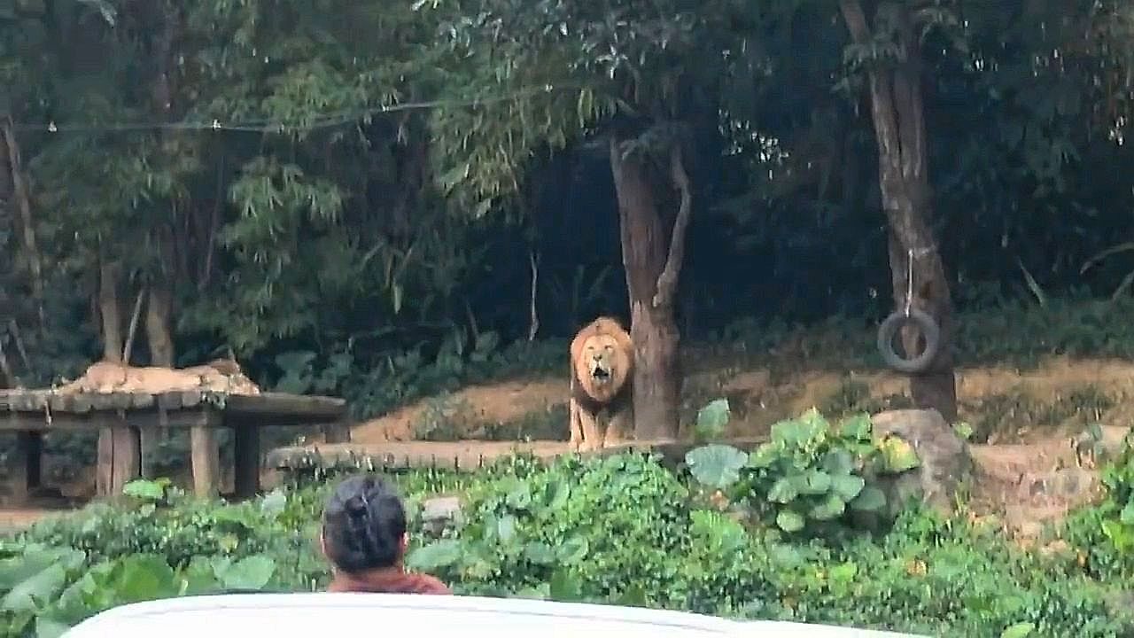 Playful lion roars back at visitors at the zoo