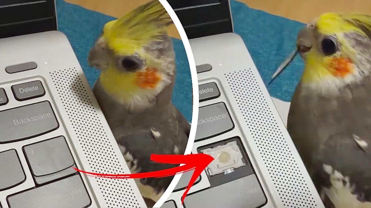 Terrible IT support! Cheeky cockatiel steals laptop key