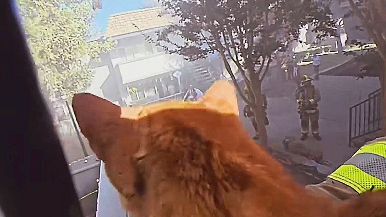 Firefighters-rescue-cats-from-burning-apartment-in-California