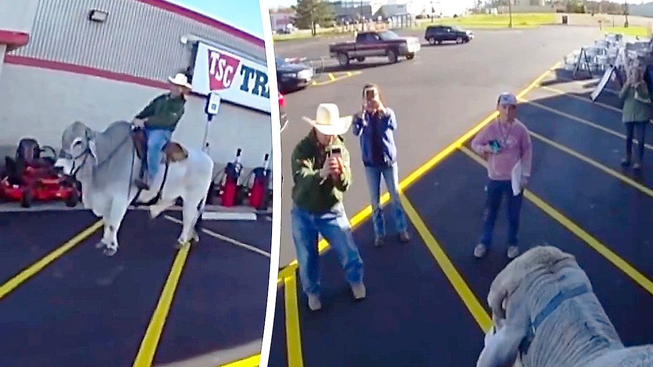 Video: Mann reitet vor Einkaufszentrum auf Bullen – Polizist reagiert souverän