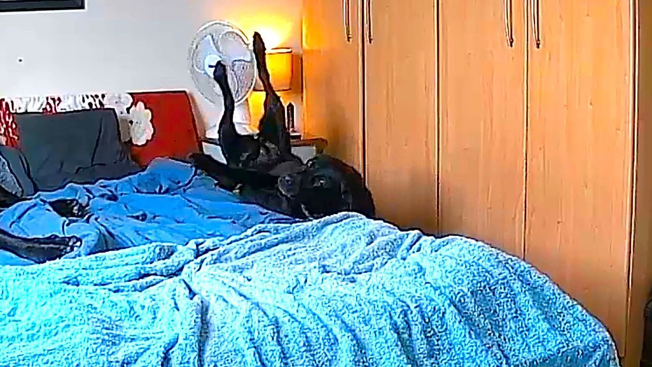 Video: Nickerchen abrupt beendet – Hündin purzelt vom Bett