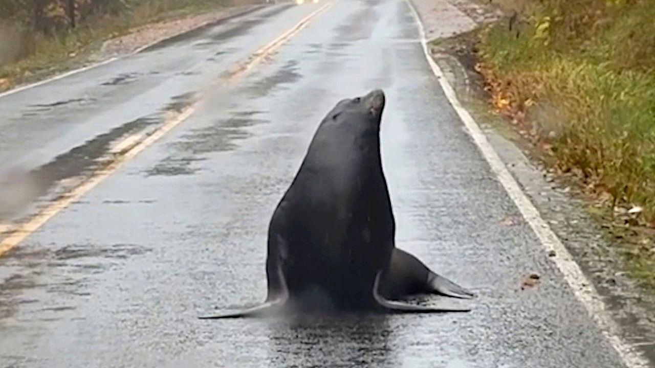 Tierische-Blockade-Seel-we-macht-auf-Stra-e-Mittagspause