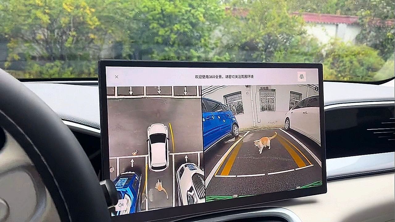 Vierbeiner-sucht-hektisch-Fluchtweg-Katze-steckt-in-Parkl-cke-fest