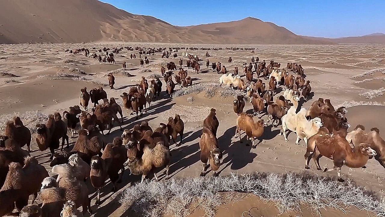 Herders begin winter migration of thousands of camels out of Inner Mongolia deserts