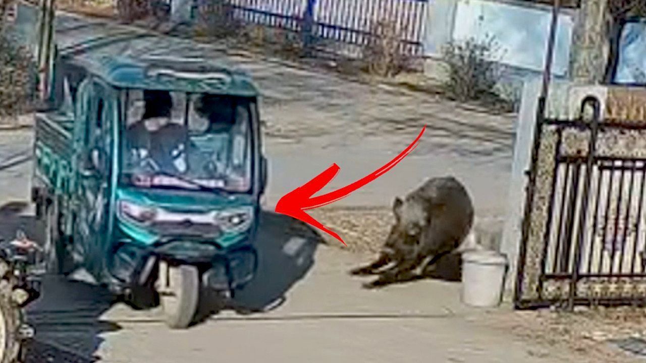 Chaos-in-Dorf-Wildschwein-rammt-Kleintransporter-dann-knallt-es-richtig