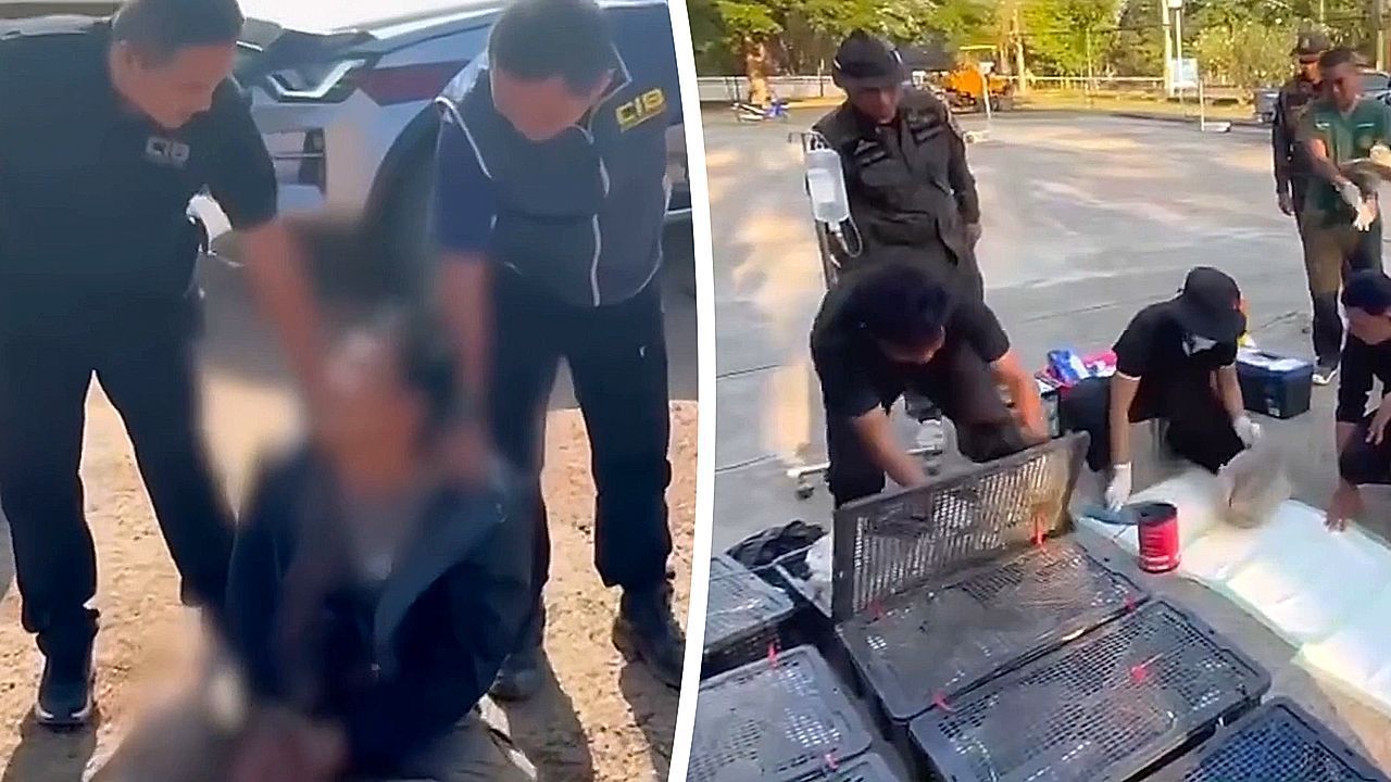 63 Affen im Auto – Tierschmuggler geht Polizei ins Netz