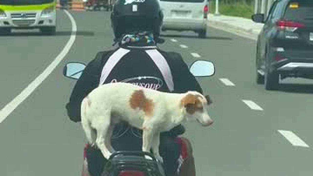 Dog-s-effortless-balance-on-scooter-stuns-riders-on-busy-highway