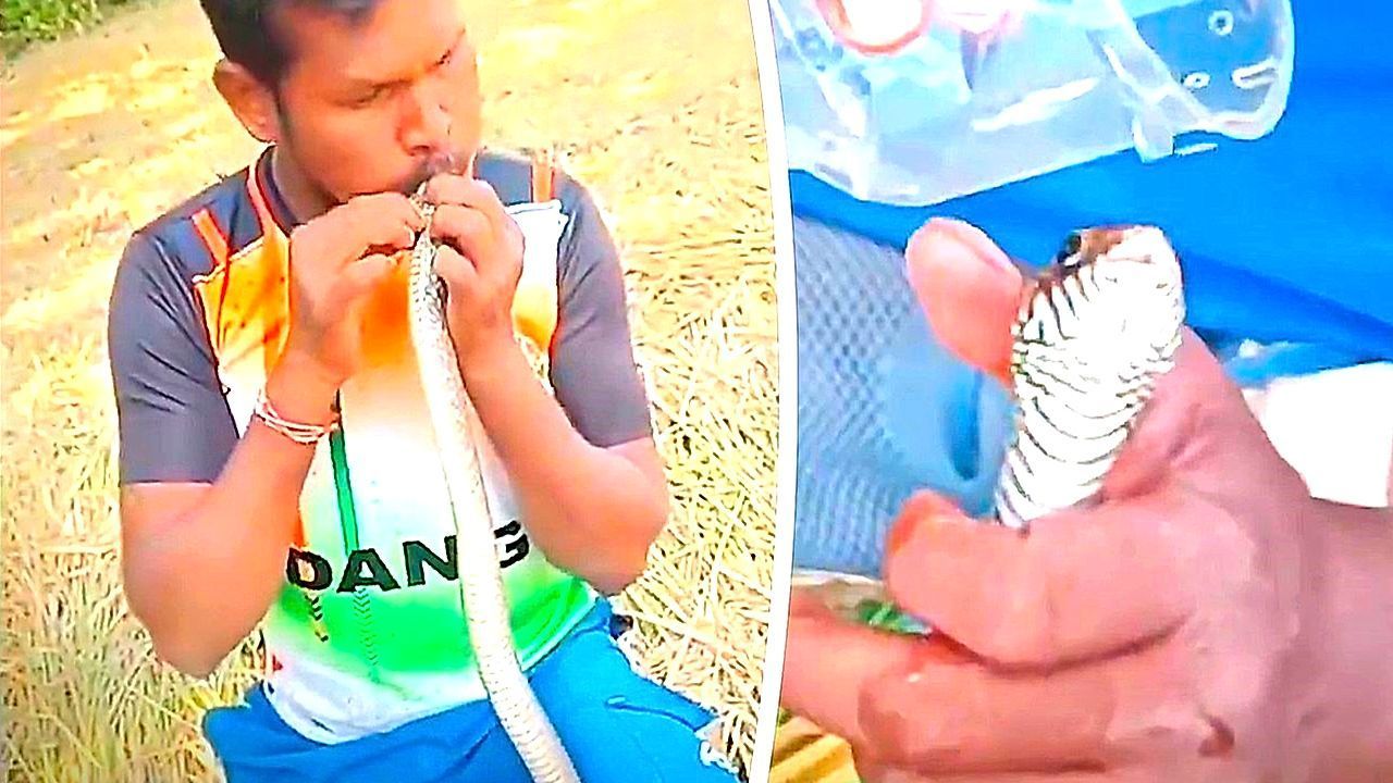 Video: Herzschlag-Moment nach Stromschlag: Retter beatmet bewusstlose Schlange