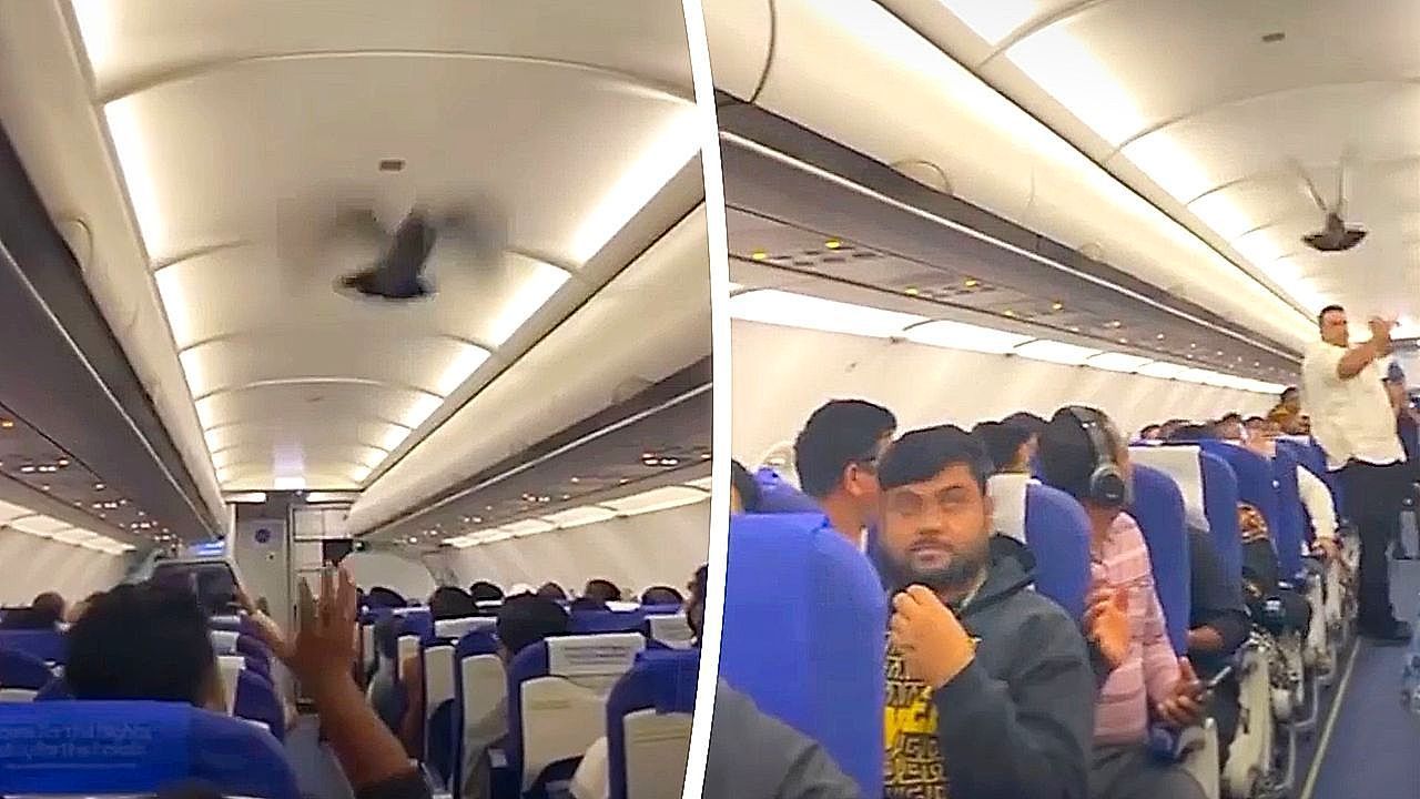 Video: Pigeon sparks chaos inside IndiGo flight before takeoff