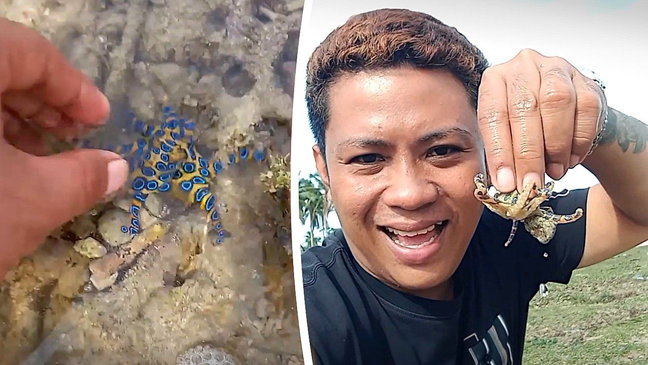 Video: Tourist unknowingly grabs one of the world's deadliest octopuses