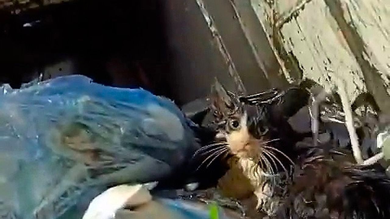 Video: Miauen im Müllwagen: Kätzchen entkommt knapp dem Tod