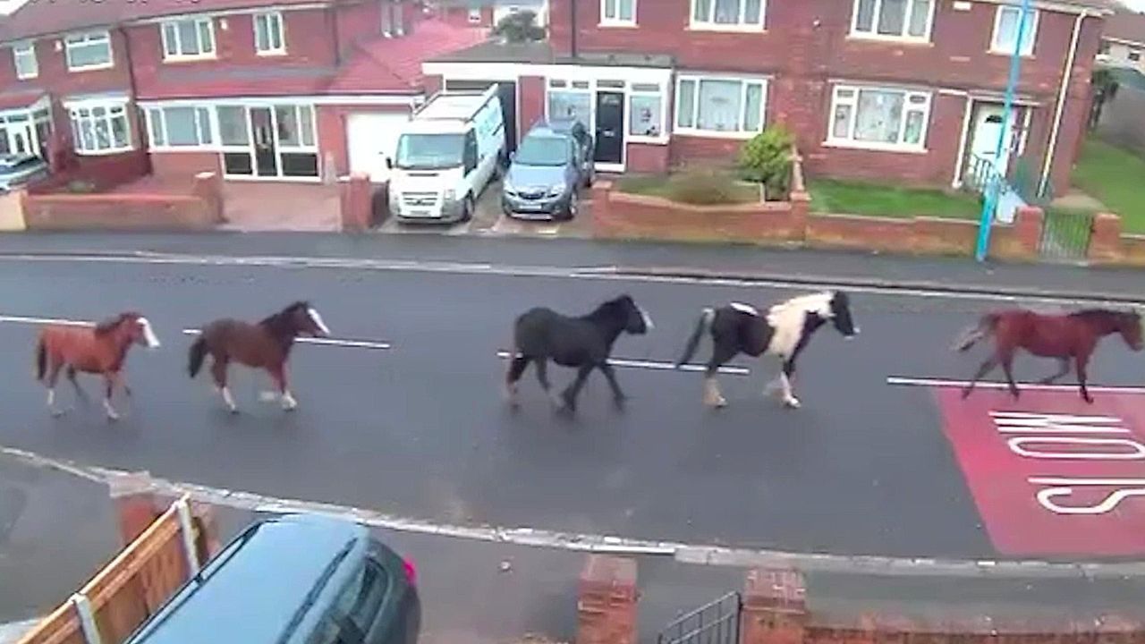 Runaway horses chased by police after causing havoc in busy town