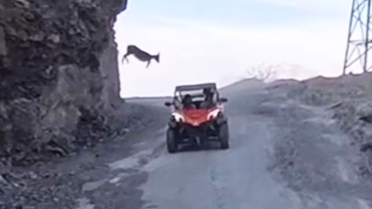 Video: Mountain goat drops onto buggy in sudden road scare
