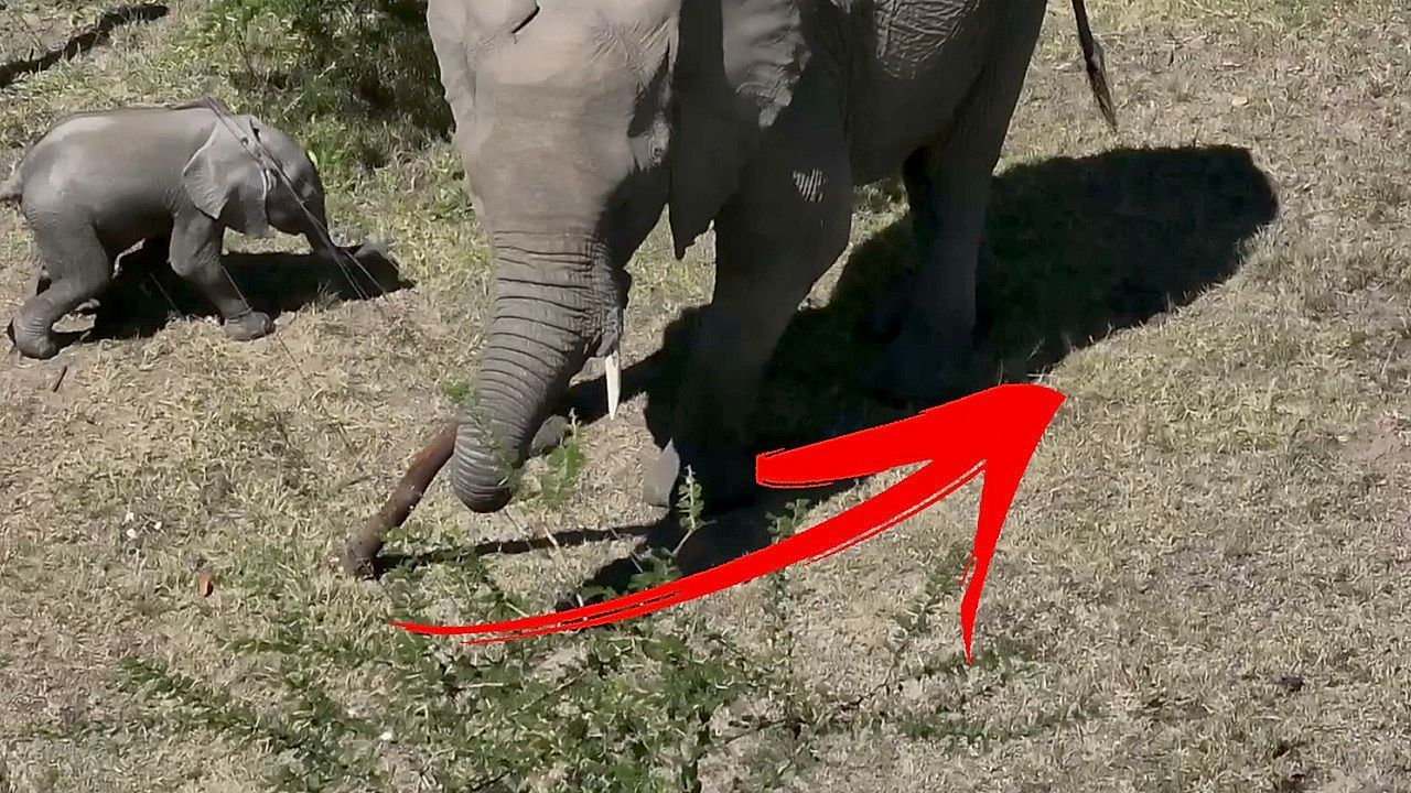 Elefantenbaby-hat-mit-Zaun-zu-k-mpfen-Mama-hat-eine-L-sung