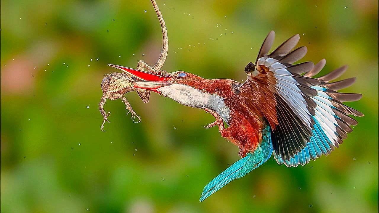 Amazing-images-capture-a-lizard-s-natural-fight-for-its-life