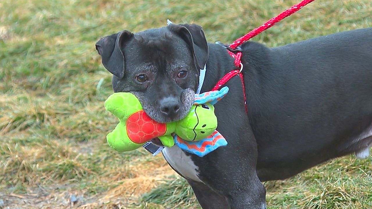 Video: Nach sieben Jahren im Tierheim: Hund „Onyx“ aus Ohio findet endlich ein Zuhause