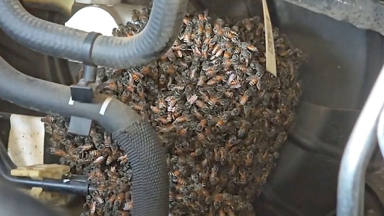 Video: Insekteninvasion im Motorraum: Tausende Bienen besetzen Auto