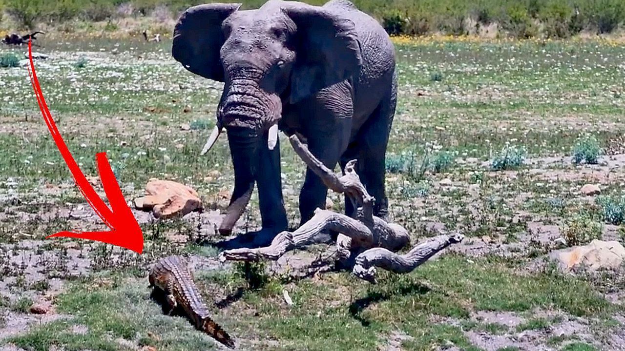 Video: Verkehrte Welt: Riesiger Elefant nimmt vor Krokodil Reißaus