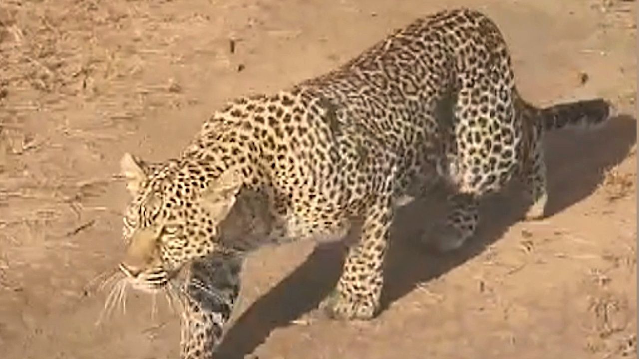 Video: Stealthy leopard ambushes unsuspecting cheetah in rare safari moment