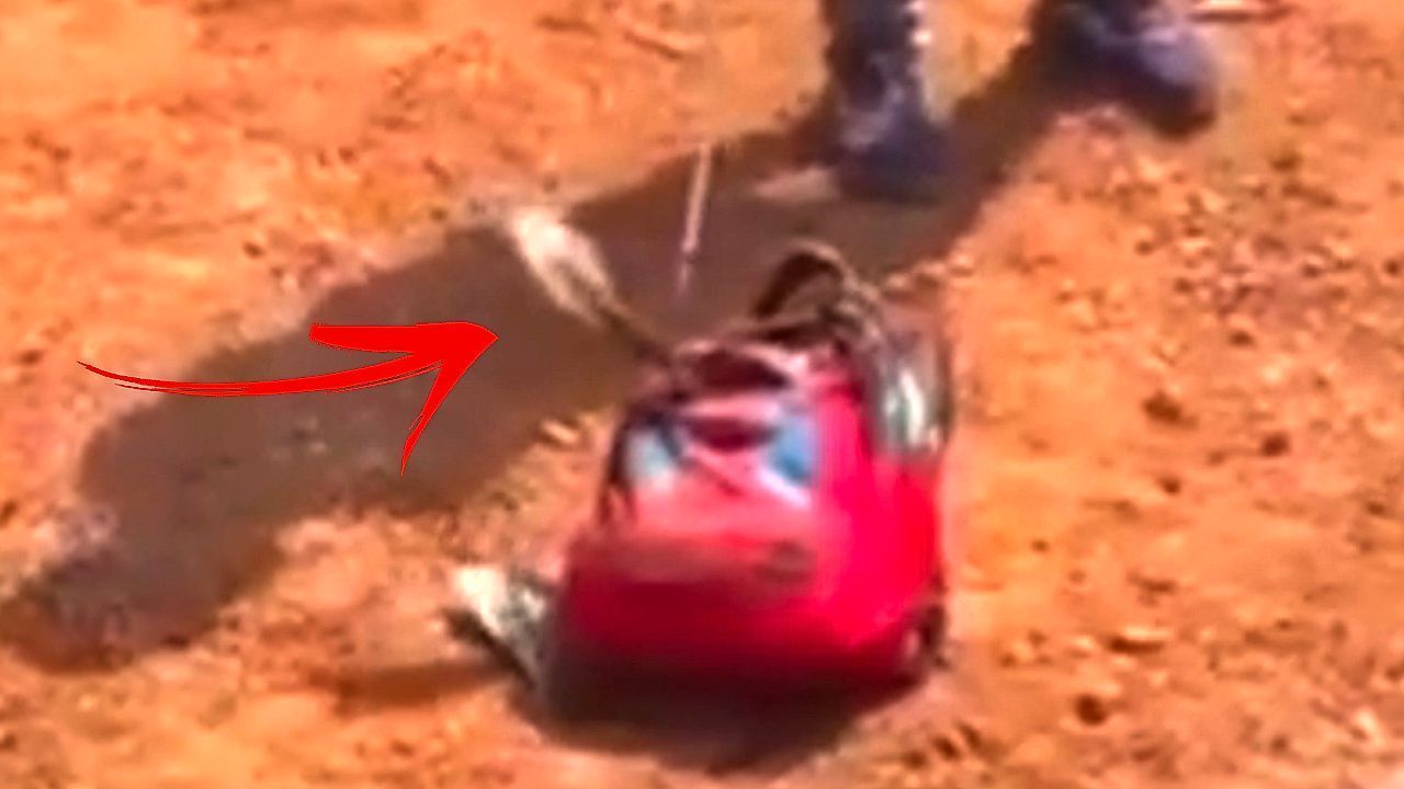 Schock-am-Schreibtisch-Kobra-macht-es-sich-im-Schulranzen-gem-tlich