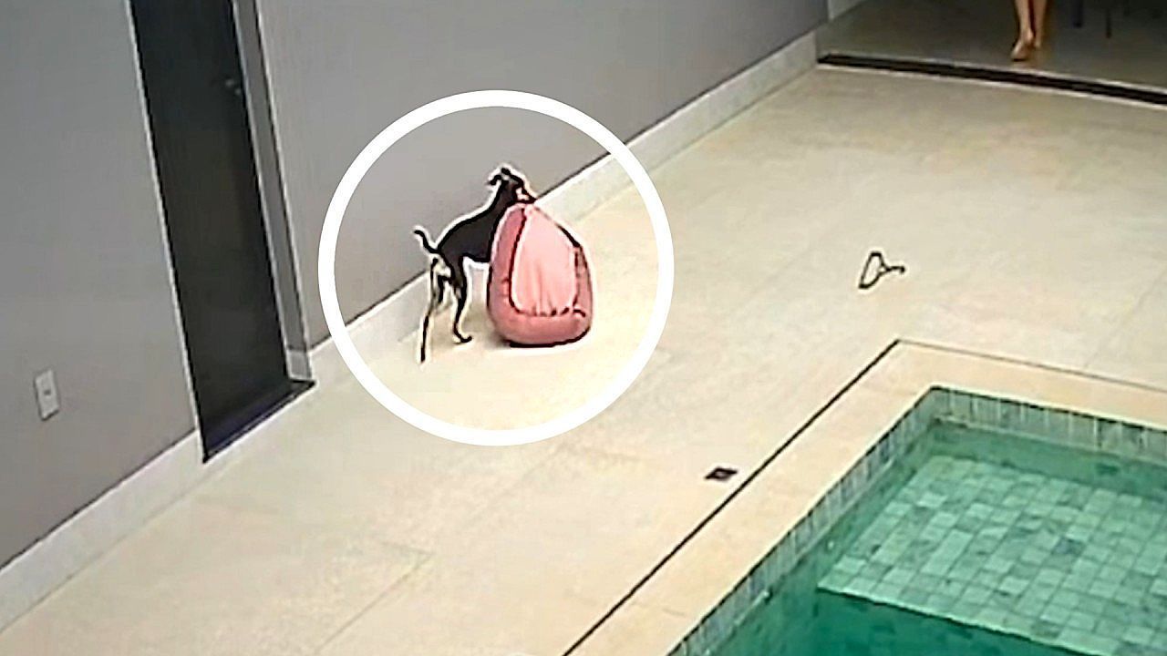 Video: Adorable moment clever dog drags bed out of rain