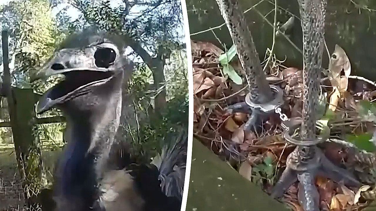 Tierischer-Einsatz-Polizist-nimmt-entlaufenen-Emu-fest