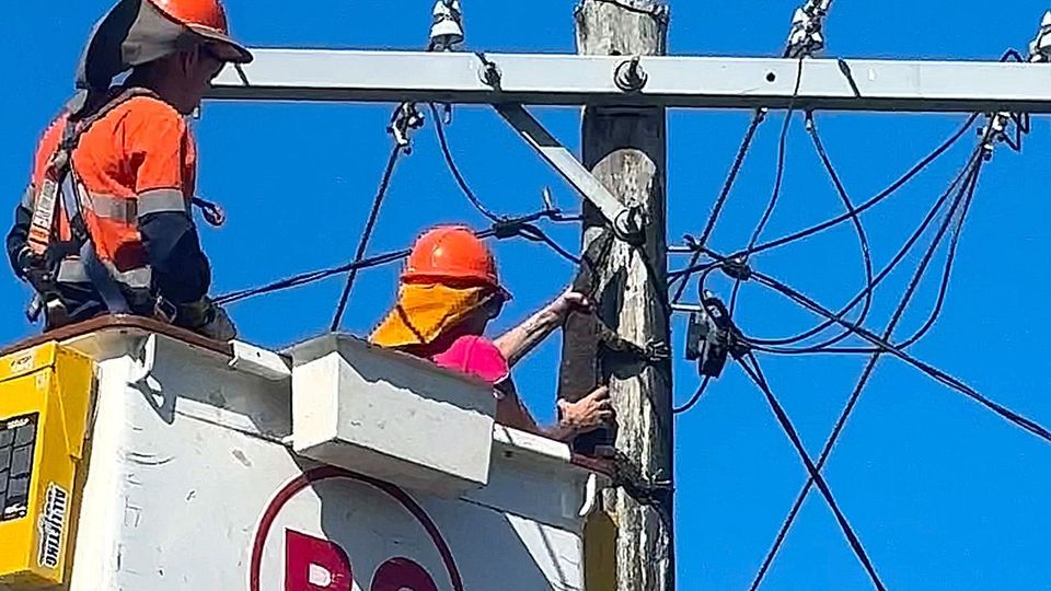 Das ist kein Baum: Riesiger Waran von Strommast gerettet