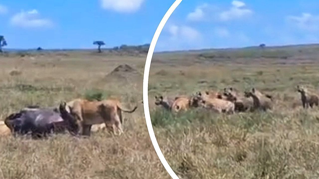 Hy-nen-wollen-L-winnen-Beute-streitig-machen-dann-kommt-es-zum-Gegenangriff