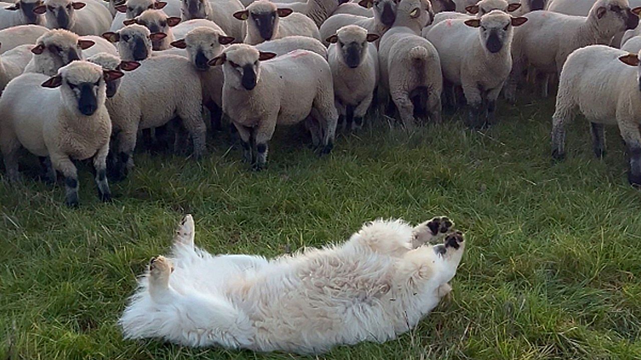 Video: Auszeit: Hütehund macht sich locker – Schafe glotzen erstaunt