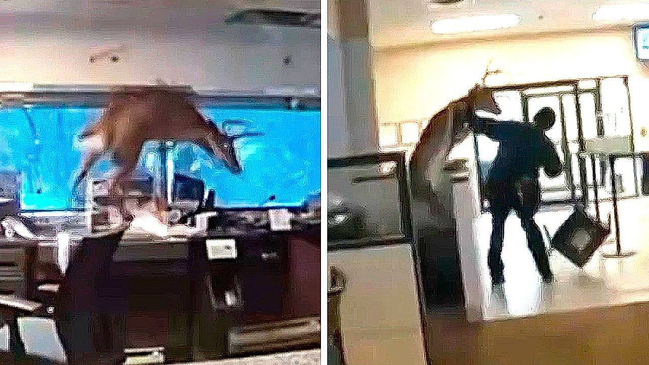 Video: Alarm ausgelöst: Hirsch bricht in New Yorker Bank ein