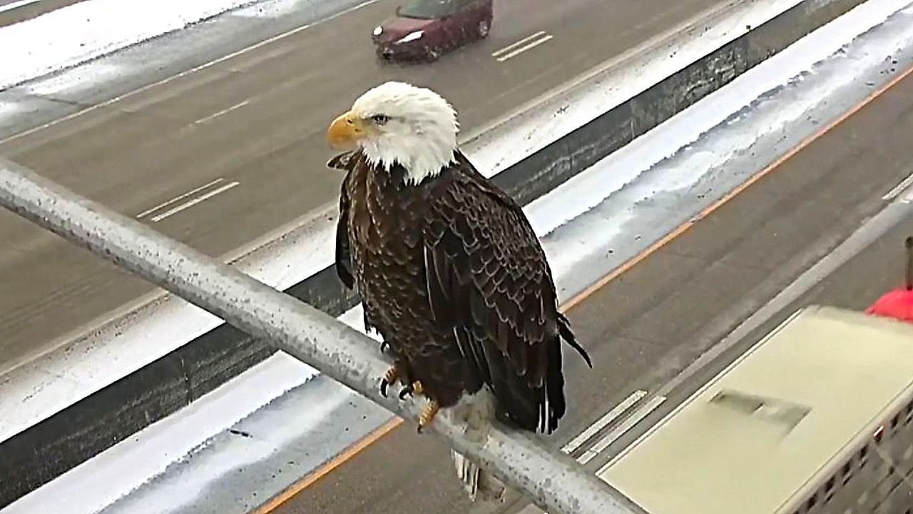 Video: Tierischer Verkehrswächter: Weißkopfseeadler thront über Highway