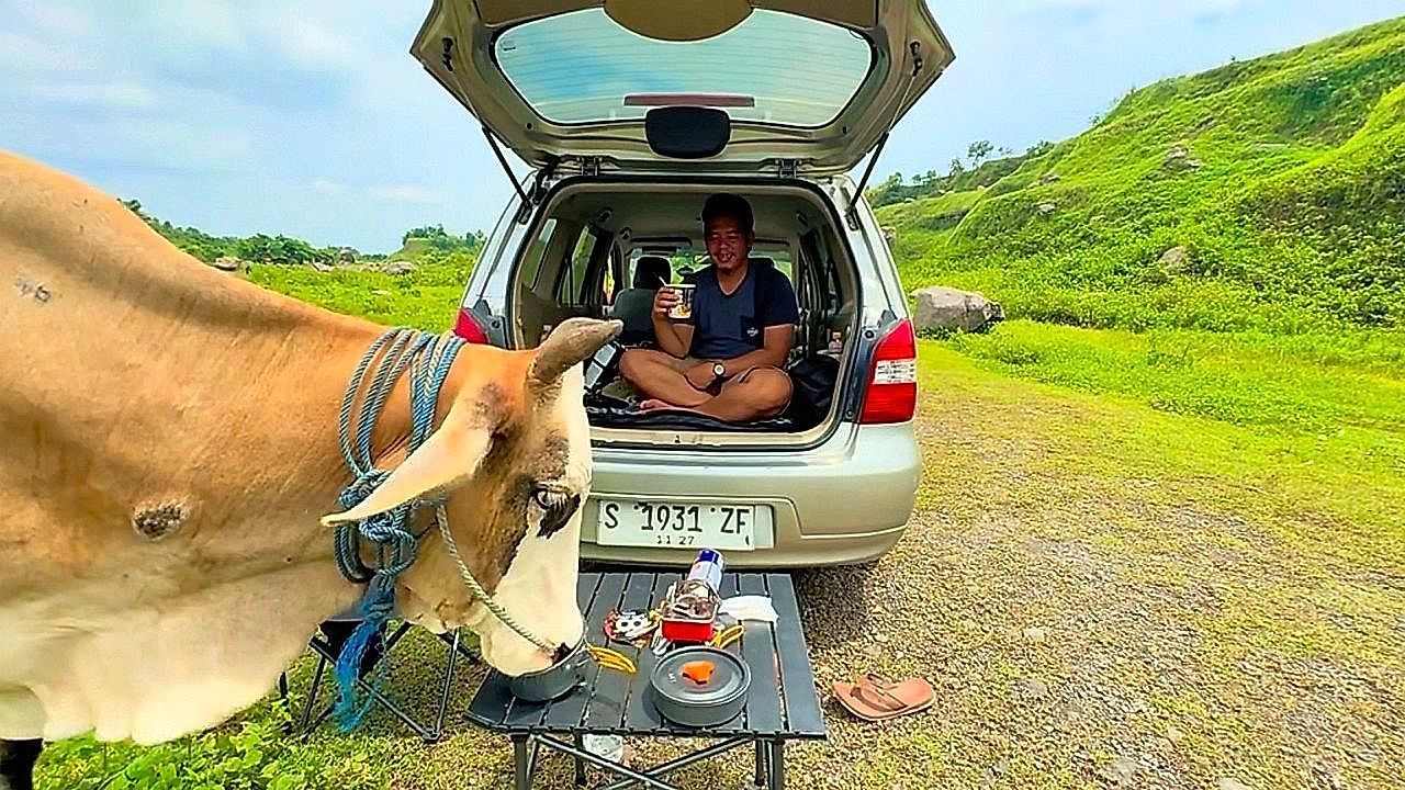 Video: Unexpected guest! A cow crashes a picnic and steals the snacks in Indonesia