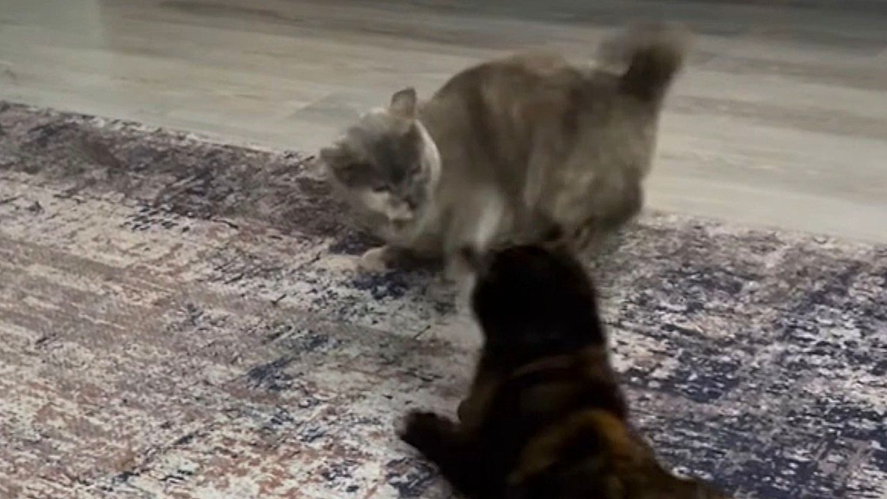 Typical-cat-behavior-Two-cats-engage-in-a-high-speed-fight-over-a-ball