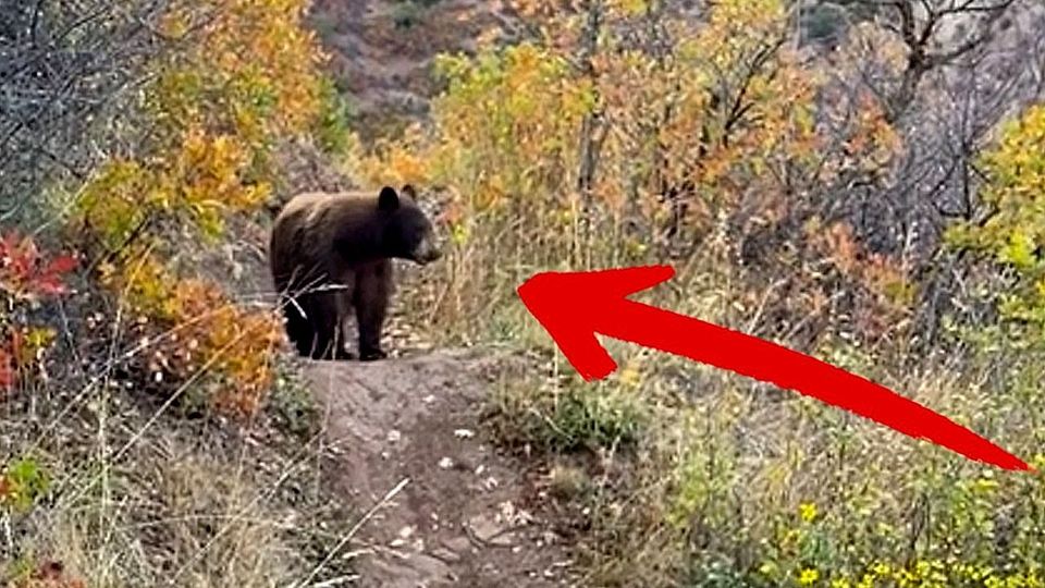 Auge in Auge: Radfahrer trifft bei Ausflug auf Bären