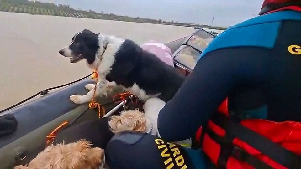 Sturm „Kristin“ sorgt für Überschwemmungen – Tiere gerettet