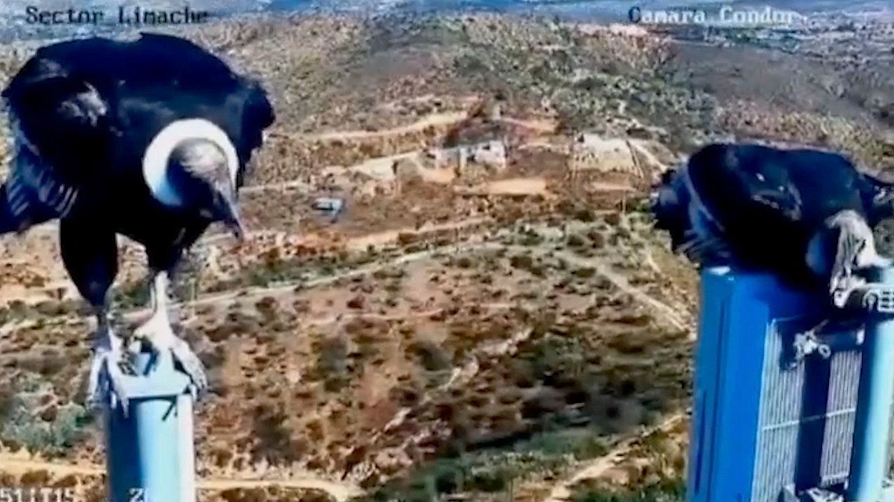 Besuch-vor-der-Linse-Neugierige-Kondore-kapern-berwachungskamera